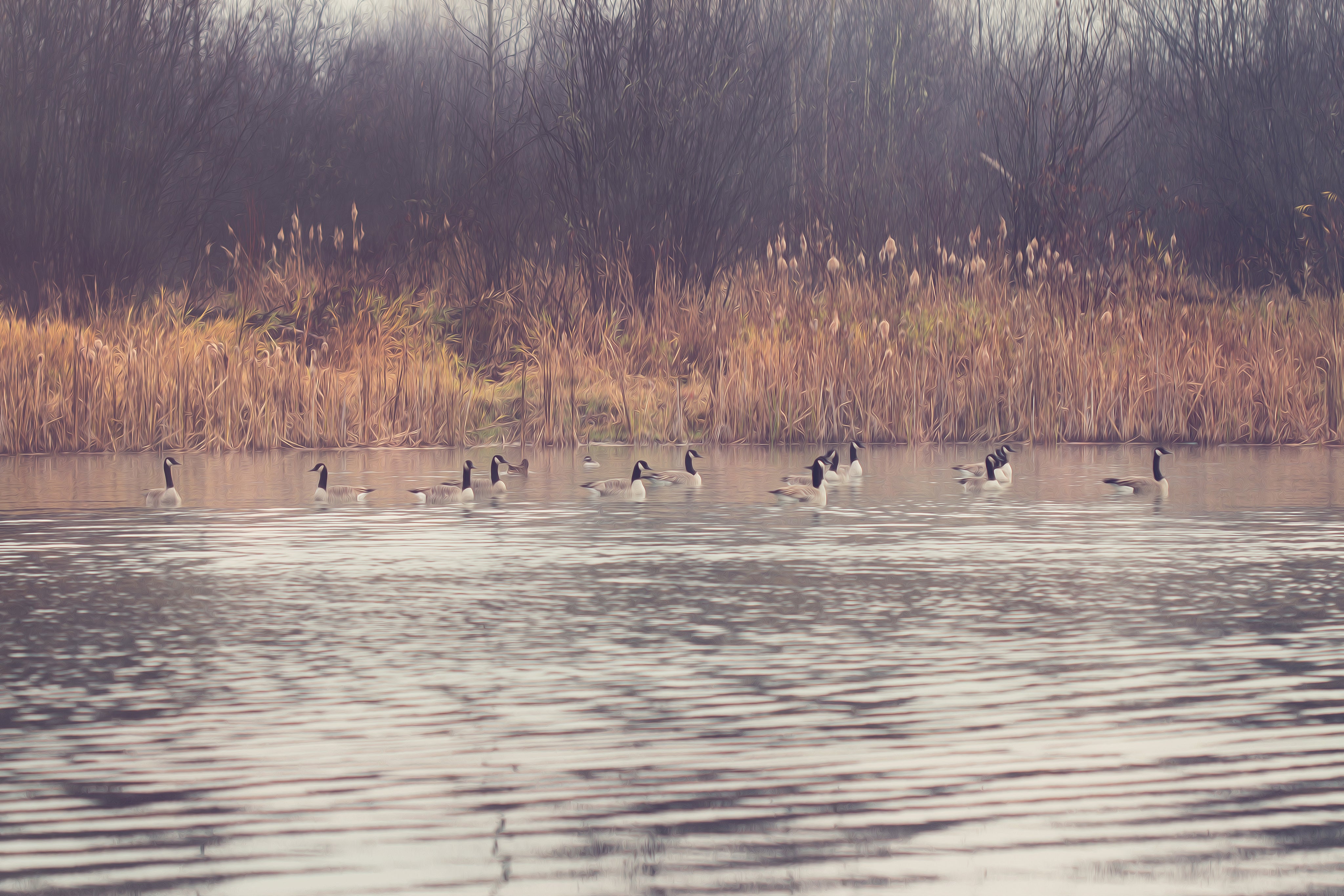 Geese swimming in autumn marsh